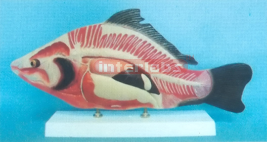 FISH ANATOMICAL MODEL WITH BASE